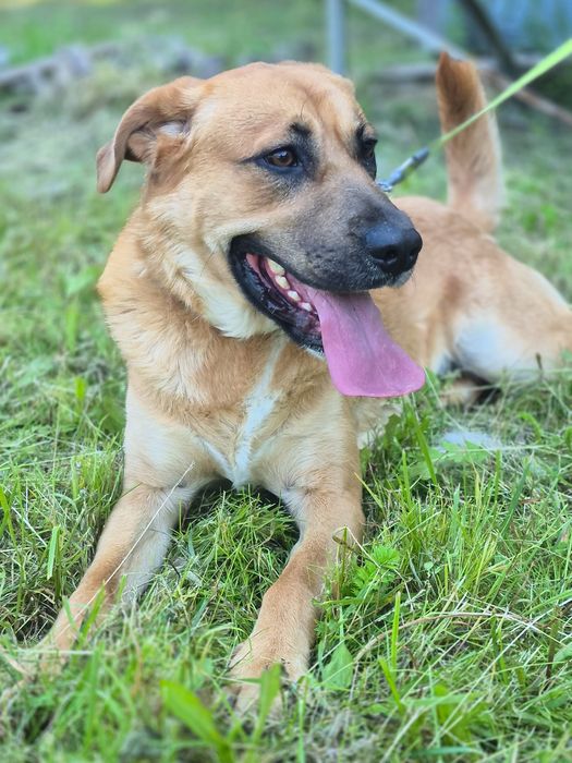 Sako - Super pies szuka domu  / do adopcji