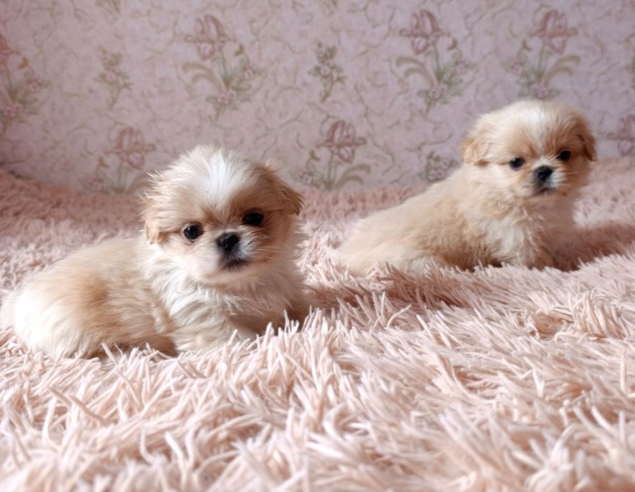 Цуценята породи пекінес