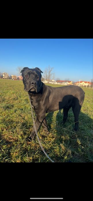 Кане корсо вязка