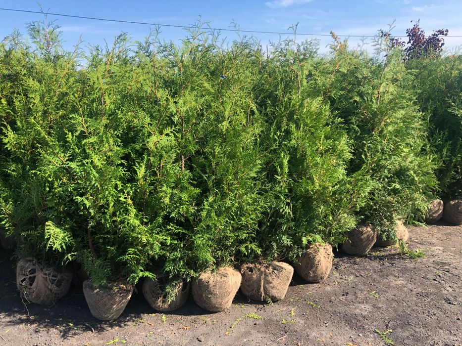 Tuja thuja Brabant 180-220 cm i inne Żywopłot Transport