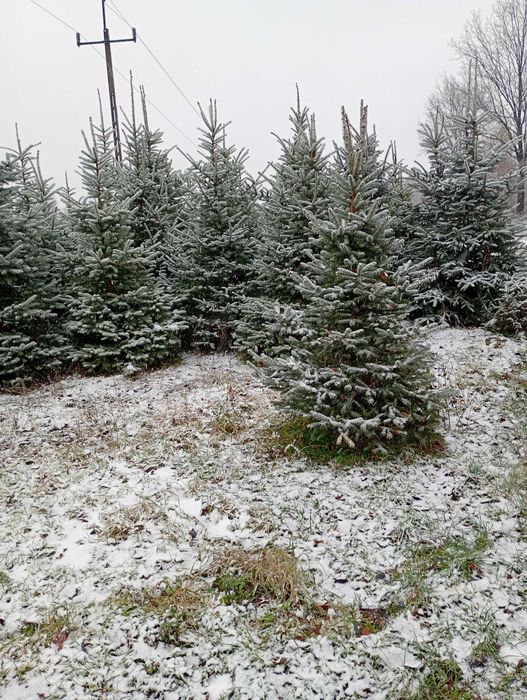 Choinki, świerk srebrzysty