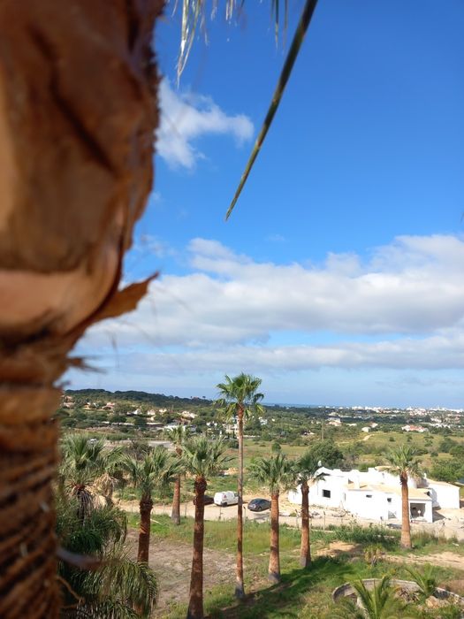 Limpeza de palmeiras