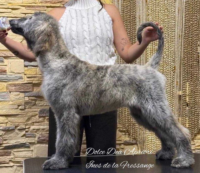 Щенки афганской  борзой