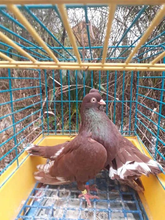 LENTACZE  Żarowy Tulski czerwone i żółte pary