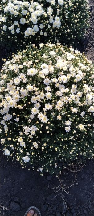 Продаж хризантем мультифлори