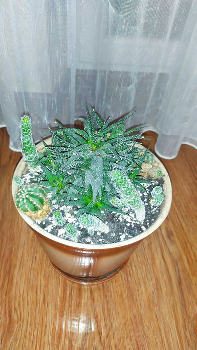 Кактуси сокуленти