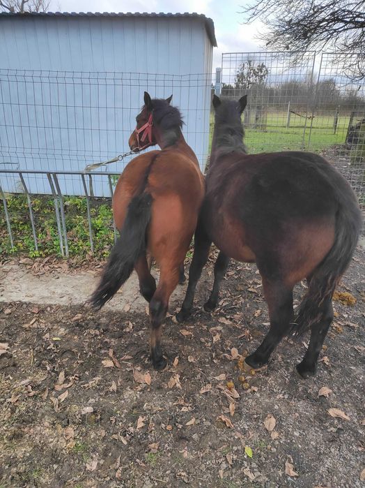 Ogierki huculskie,hucuły