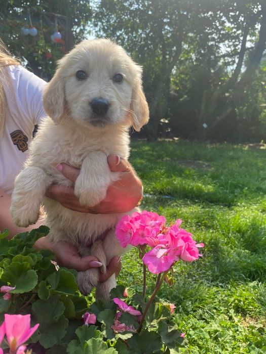 Golden retriever szczeniak Możliwy paszport!!