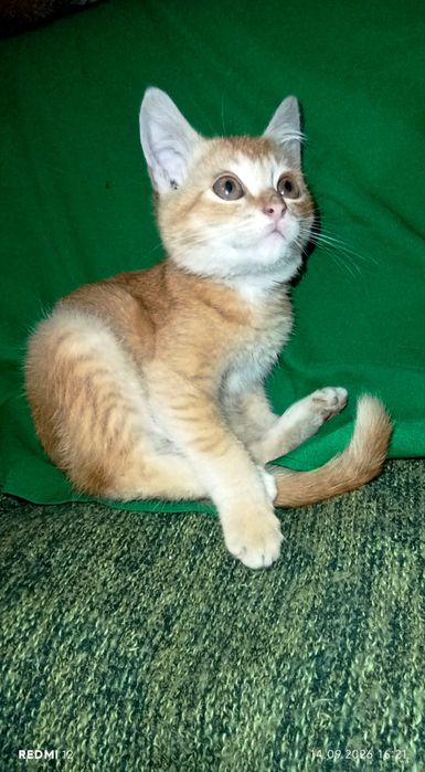 Котик скоттіш страйт