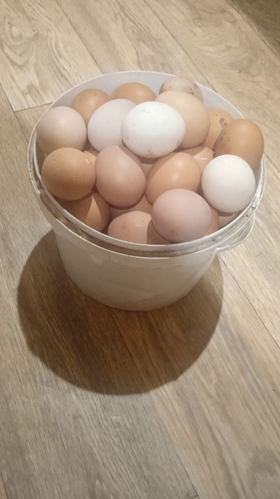 Тушонка з  м'яса кролика, Тушка кролика, мясо кроля. Яйця домашніх курочок.