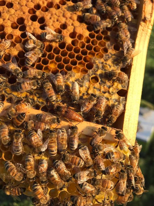 Пчеломатки, Бджоломатки БАКФАСТ на сезон 2026. F1, ІО.