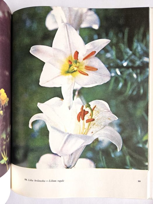 KWIATY - Zdzisław Wdowiński