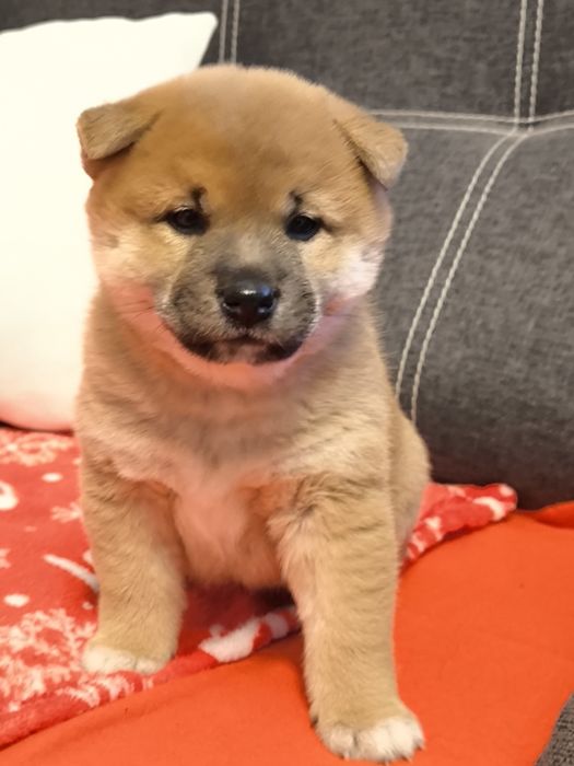 Shiba Inu śliczne pieski i suczki ZKwP/ FCI