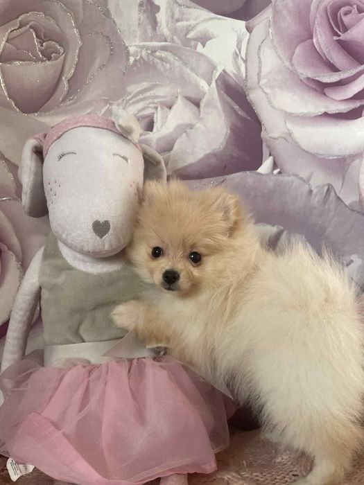 Pomeranian szpic miniaturowy suczka kremowa z rodowodem