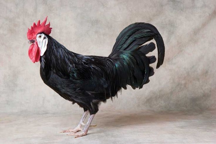 Pisklęta kur hiszpanki, hiszpańska czarna białolica kurczęta