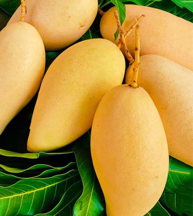 Manga Tailandesa MELHOR DO MUNDO árvores enxertadas