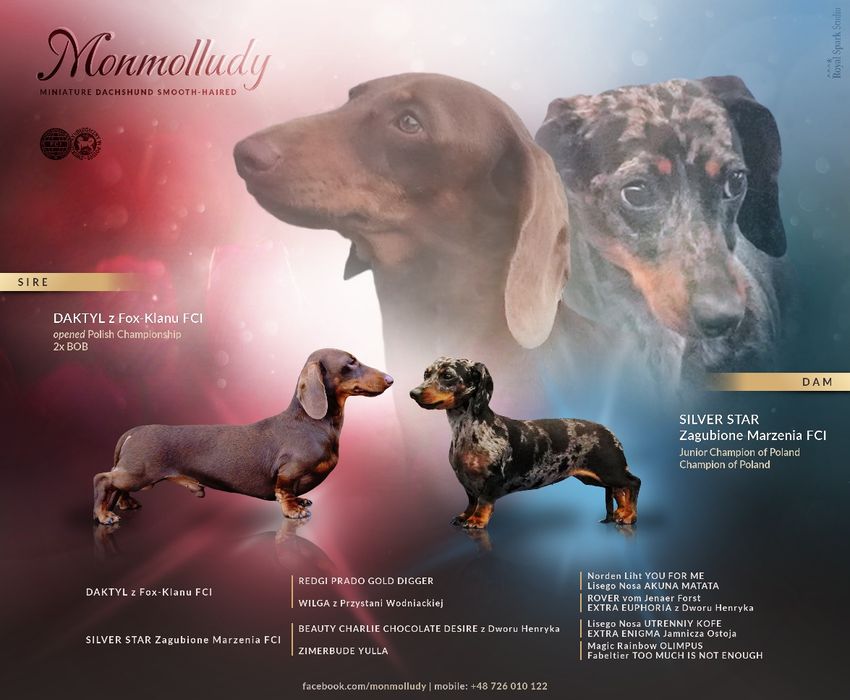 Jamnik krótkowłosy miniaturowy czekoladowy samczyk