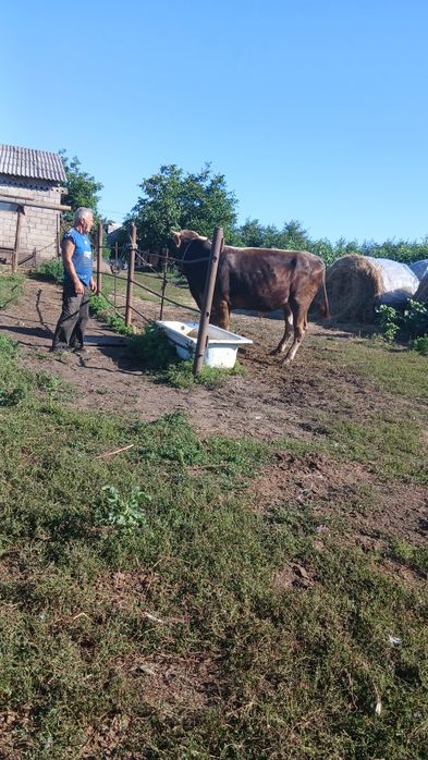 Продам бика осеменителя