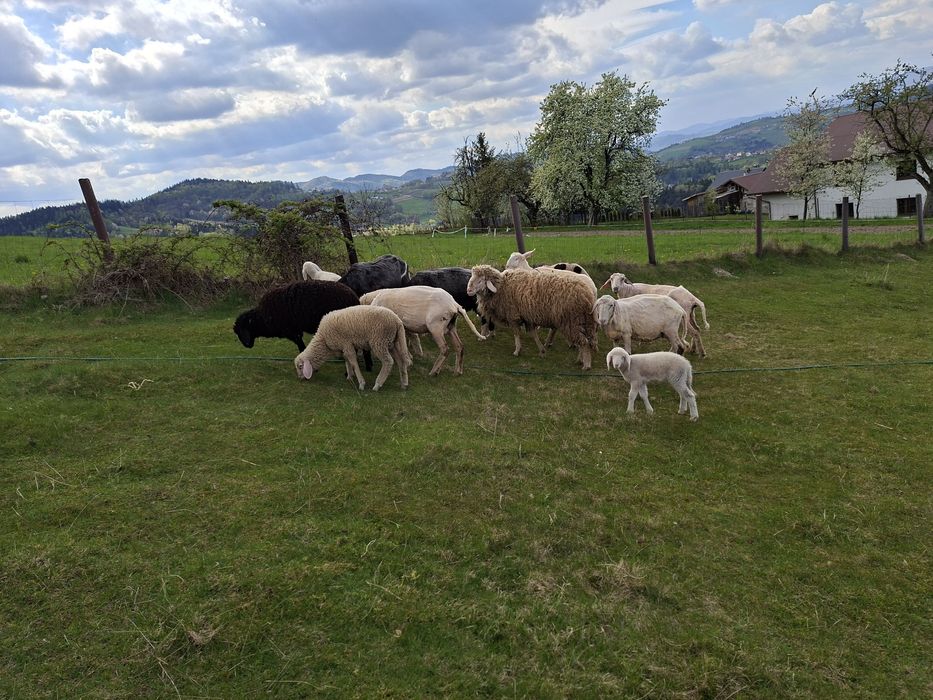 Sprzedam barana bergschaft