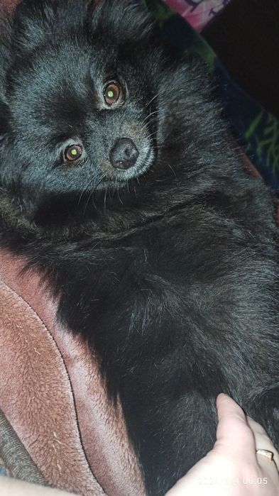 Передержка животных