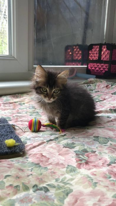 Котенок мальчик бесплатно