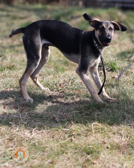 Ciastek – młody, energiczny pies do adopcji - Wrocław
