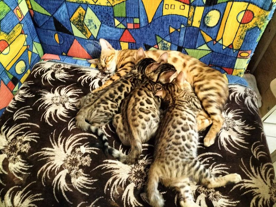 Бенгальские коты