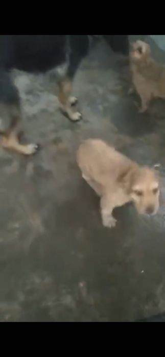 Продається Англійський Кокер-Спанієль