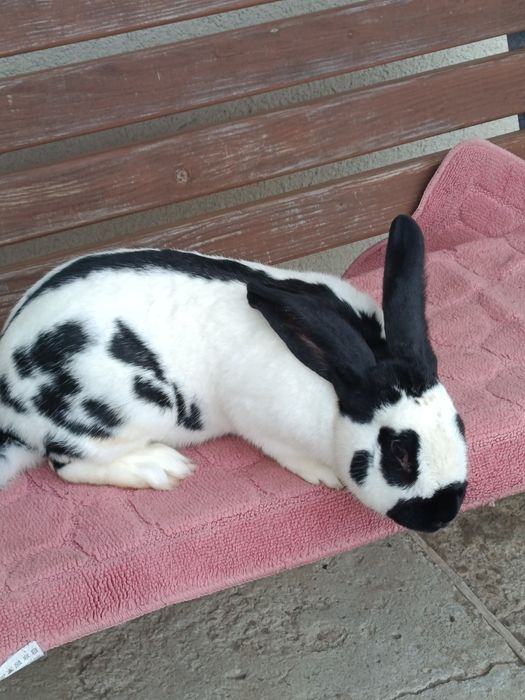 Продам самця німецького строкатого велетня. Вік 10 місяців. Вага 6 кг.