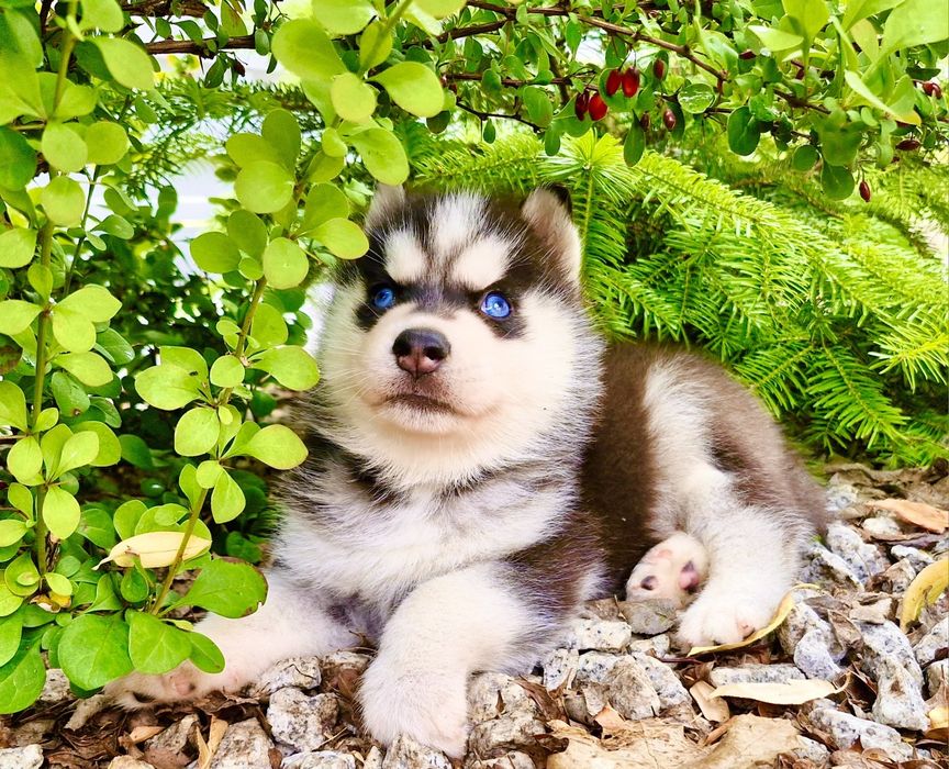 Szczeniak czarno-biały niebieskooki Siberian Husky rodowód ZKwP FCI