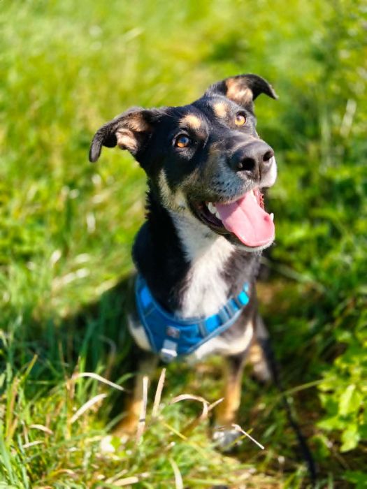 Szarak do adopcji!