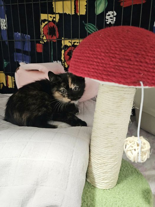 Kotki do adopcji, kot, kotek, kotka