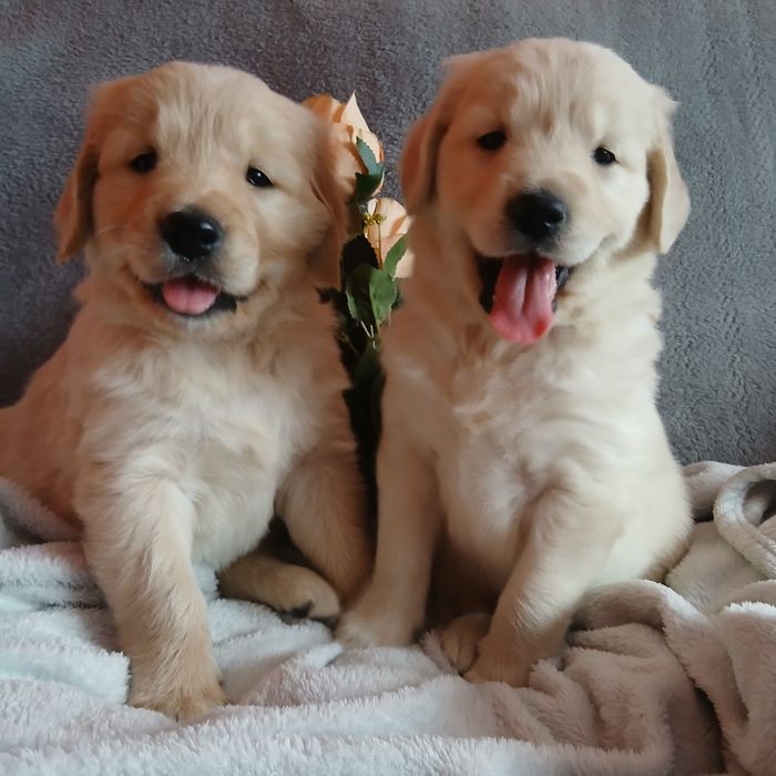 Golden Retriever z rodowodem
