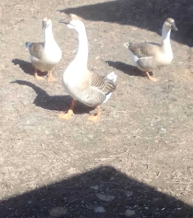 Пропоную  яйце гусине від  Кубанскої  сірої