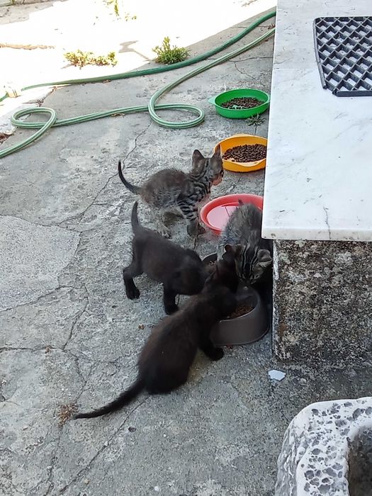 2 Gatinhos com 2 meses para adoção.