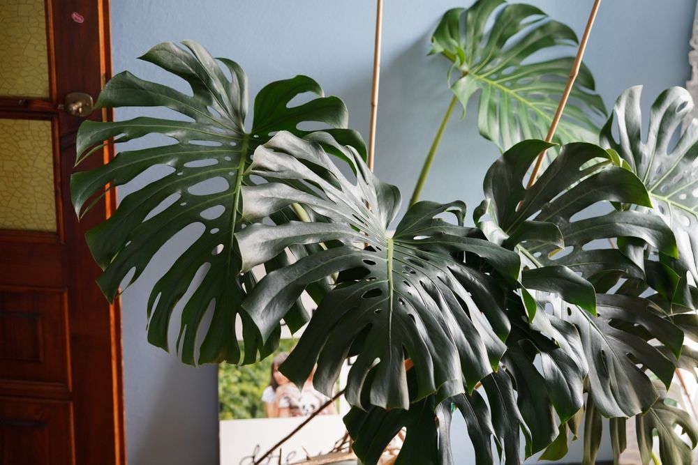 Monstera 1.5m x 1.5m