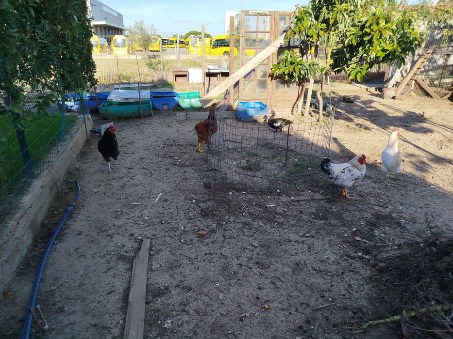 Ovos Galados Brahama e jersey, Pintos e Frangos Diversos Patos