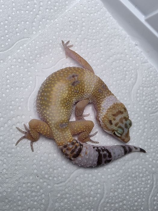 Gekon lamparci gekony lamparcie jaszczurka