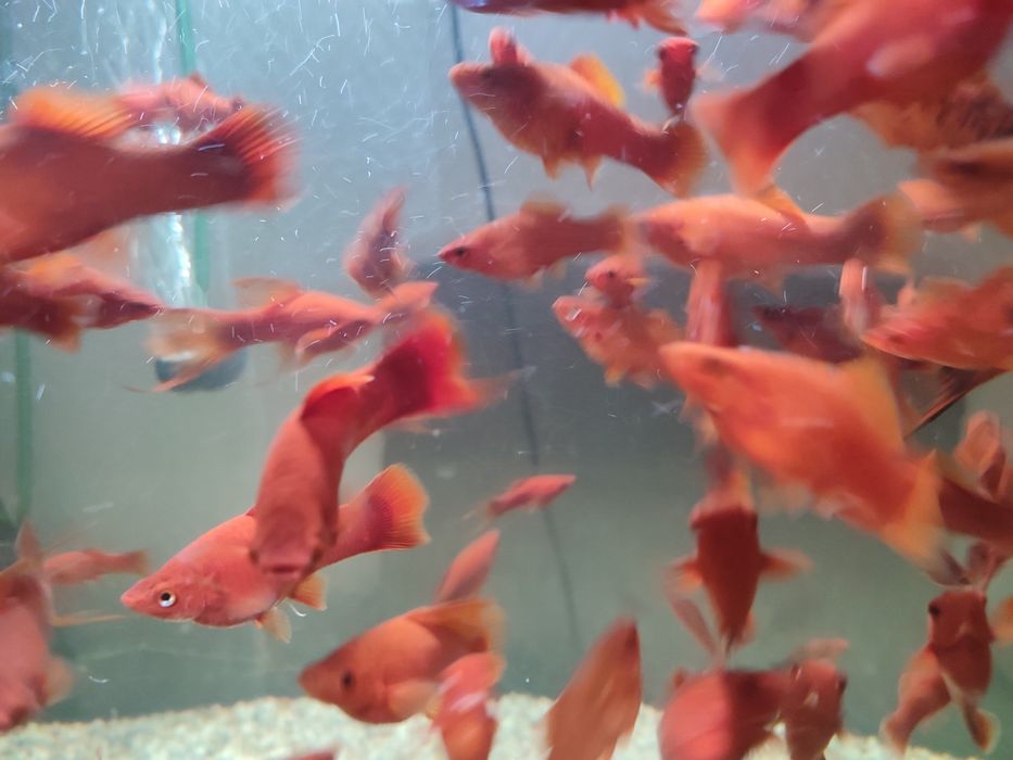 Sprzedam piękne rybki mieczyki