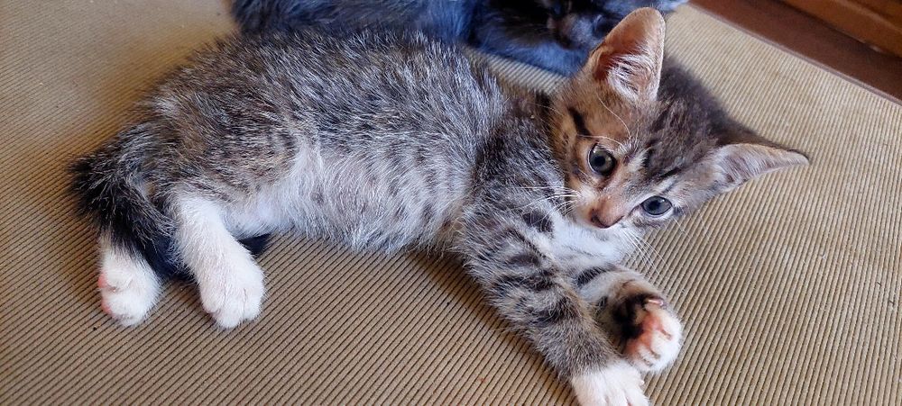 Кошеня в хороші руки, хлопчик, безкоштовно