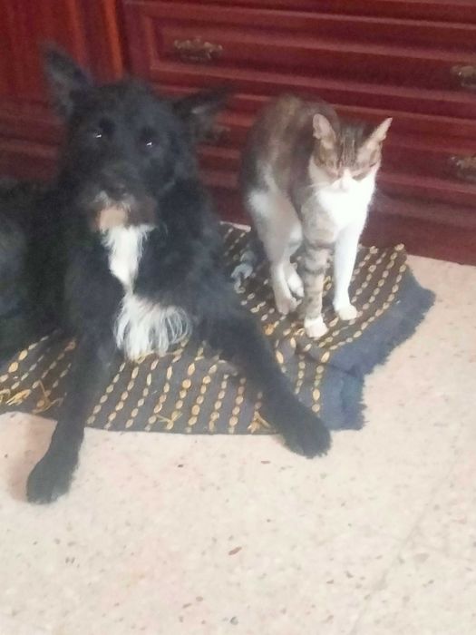 Dá -se cãozinho muito dócil