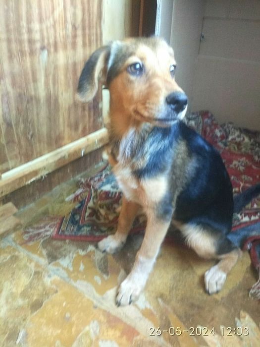 4,5мес.щенок в добрые руки!