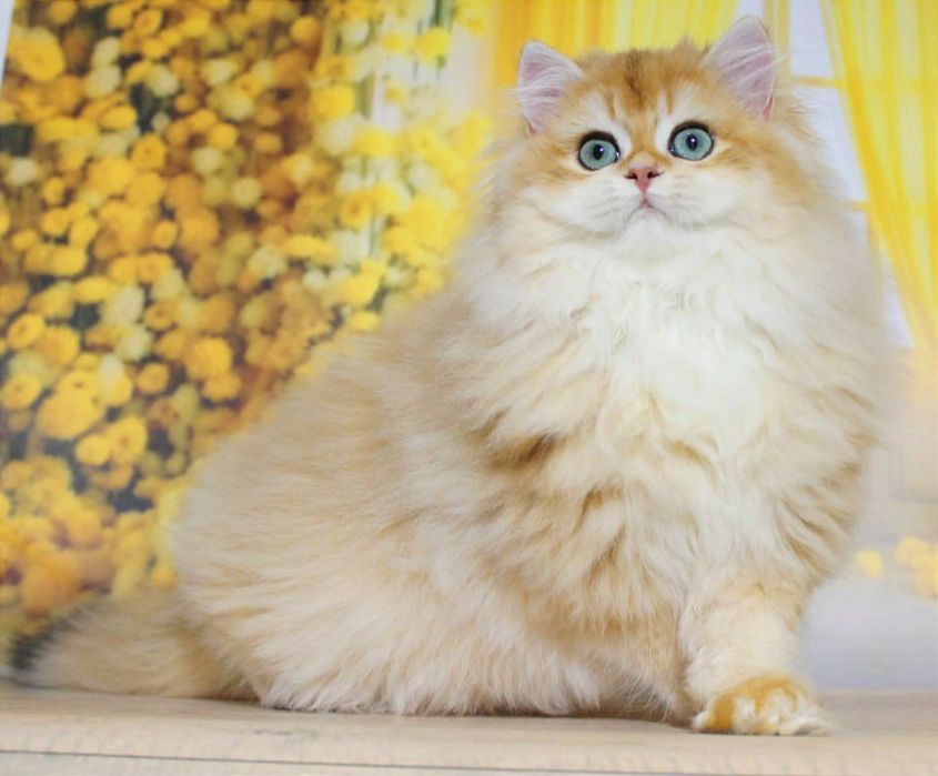 Британська королева чекає матусю