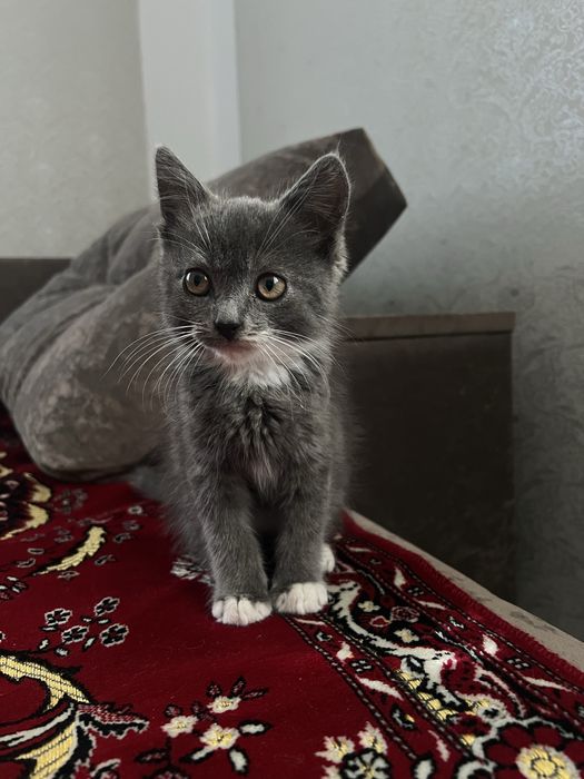 Кошеня в добрі руки (котик)