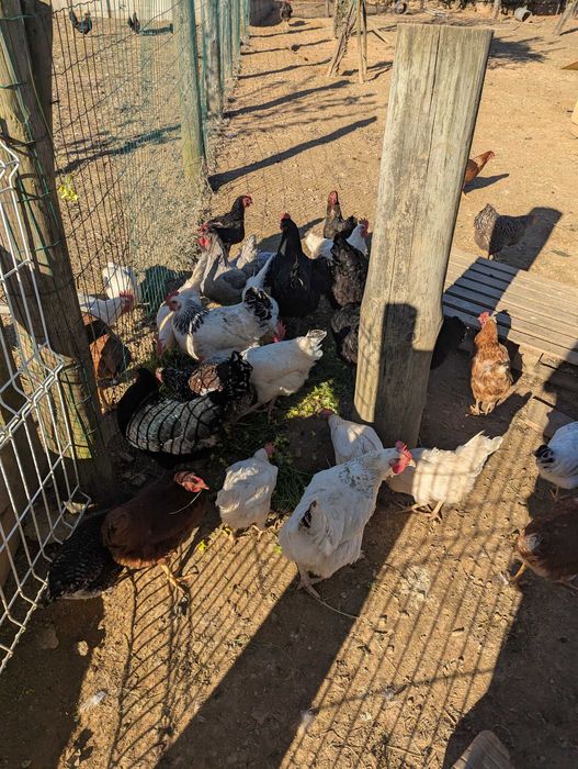 ovos caseiros qualidade diversos tamanhos