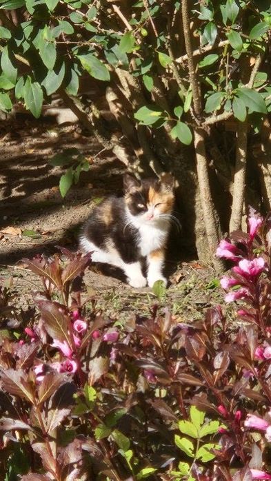 Małe kotki szukają domu