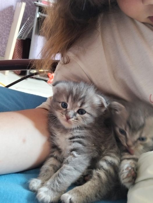 Відам кошенят в добрі руки!