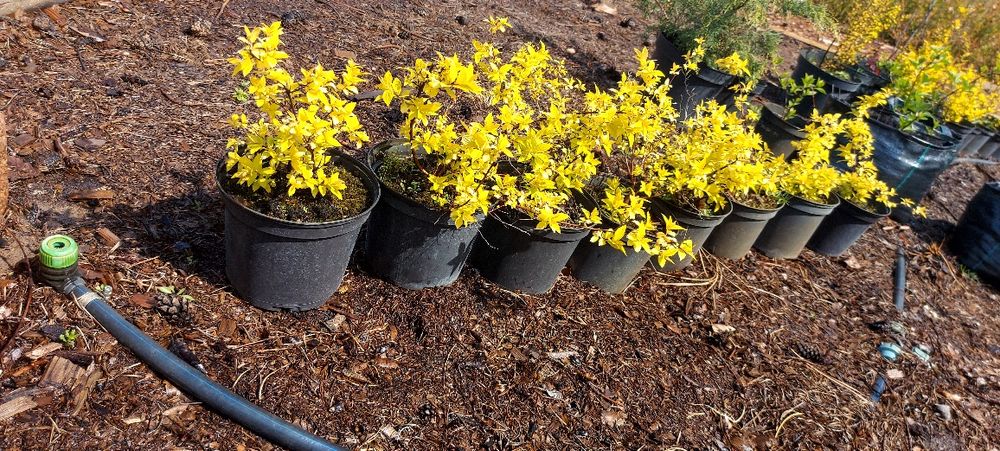 Спірея 2 річна, гарна коренева