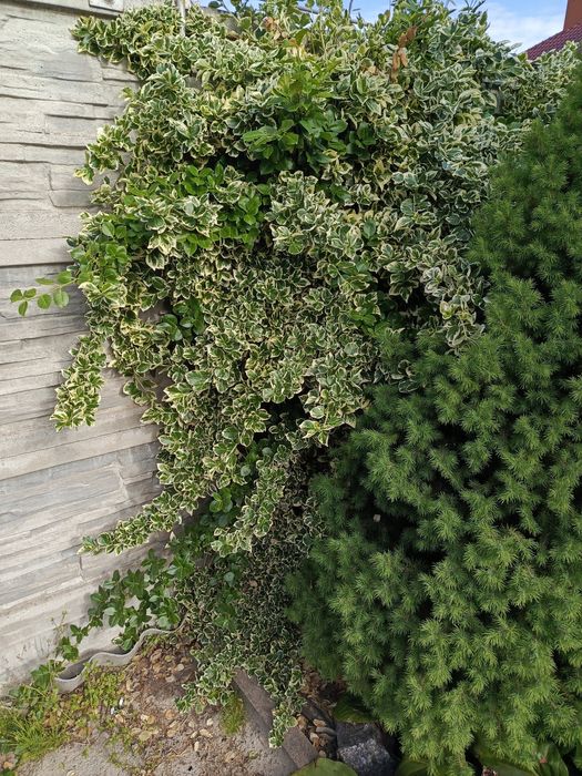 Бересклет вічно зелений