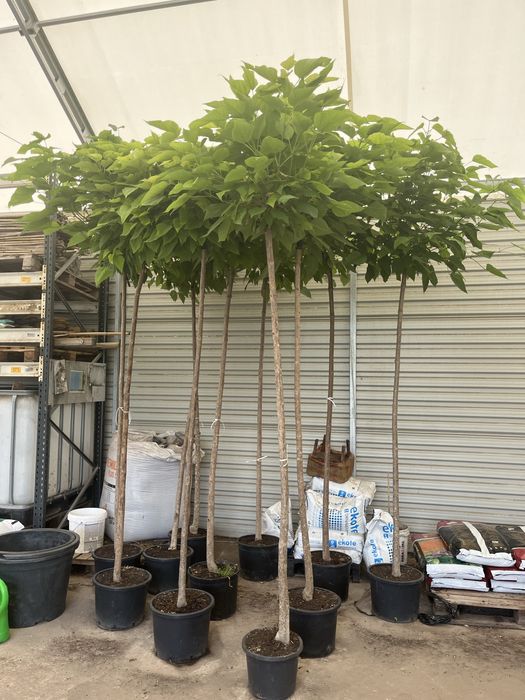 Drzewa, krzewy szczepione, bonzaje